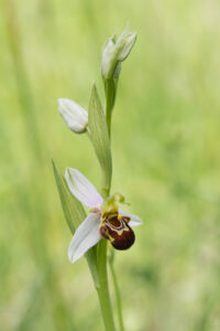 Bienen-Ragwurz - Ophrys apifera, gefunden in Istrien / Kroatien