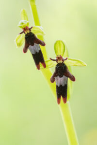 Fliegenragwurz - Ophrys insectifera, gefunden in Istrien / Kroatien