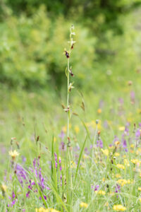 Fliegenragwurz - Ophrys insectifera, gefunden in Istrien / Kroatien