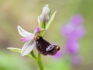 Bertolonis Ragwurz - Ophrys bertolonii, gefunden in Istrien / Kroatien