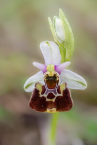 Hummel-Ragwurz - Ophrys holoserica, gefunden in Istrien / Kroatien