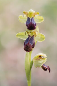 Gefurchte Ragwurz - Ophrys sulcata, gefunden in Istrien / Kroatien