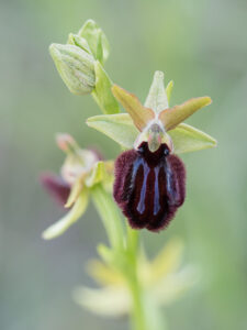 Schwarze Ragwurz - Ophrys incubacea, gefunden in Istrien / Kroatien