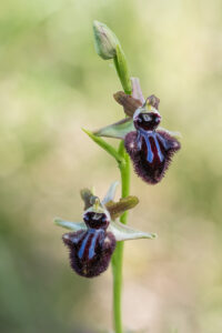 Schwarze Ragwurz - Ophrys incubacea, gefunden in Istrien / Kroatien