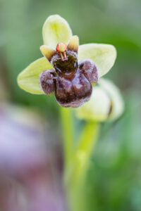 Drohnen-Ragwurz - Ophrys bombyliflora, gefunden in Istrien / Kroatien