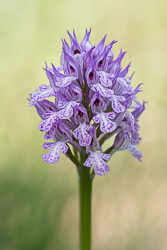 Dreizähniges Knabenkraut - Neotinea tridentata, gefunden in Istrien / Kroatien