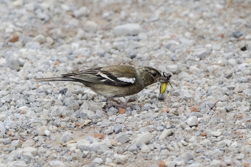 Buchfink - Beuteszene - Fringilla coelebs