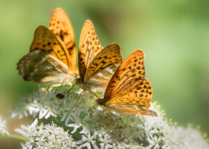 Kaisermantel - Argynnis paphia