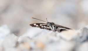 Schwarzbrauner Trauerfalter - Neptis sappho