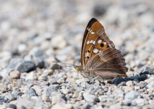 Kleiner Schillerfalter - Apatura ilia