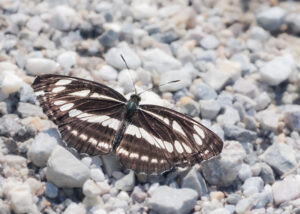 Schwarzbrauner Trauerfalter - Neptis sappho