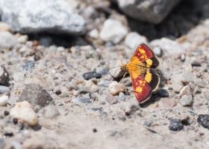 Klebsalbeizünsler - Pyrausta falcatalis