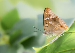 Kleiner Schillerfalter - Apatura ilia