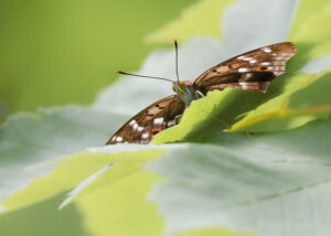 Kleiner Schillerfalter - Apatura ilia