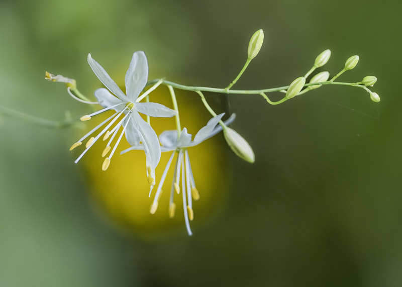 Rispige Graslilie - Anthericum ramosum