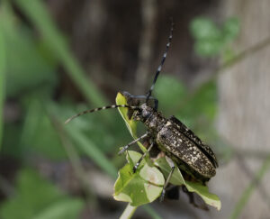 Langhornbock - Monochamus sartor