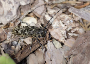 Langhornbock - Monochamus sartor