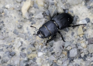 Balkenschröter - Dorcus parallelipipedus