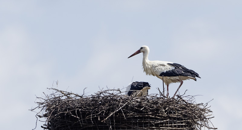Weißstorch - Ciconia ciconia