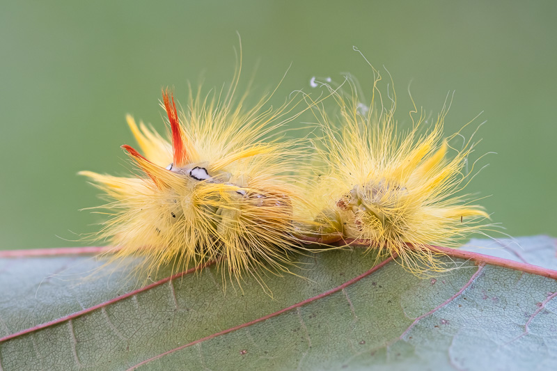 Ahorn-Rindeneule - Acronicta aceris