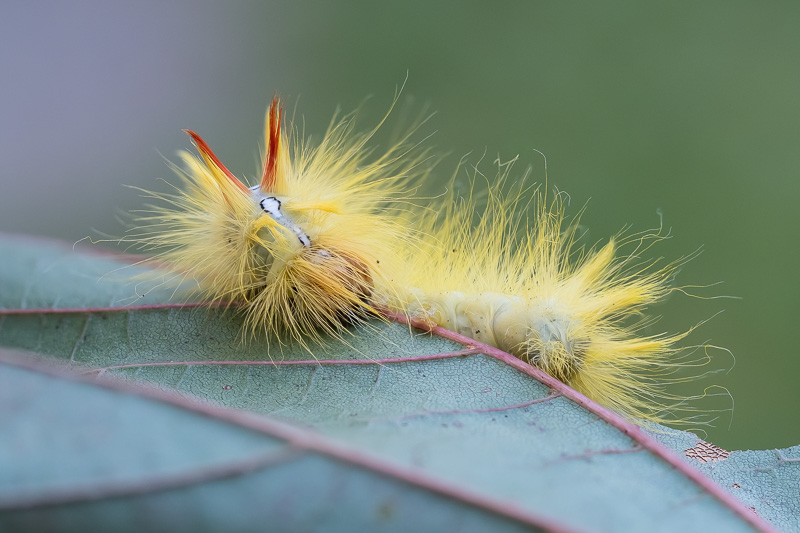 Ahorn-Rindeneule - Acronicta aceris