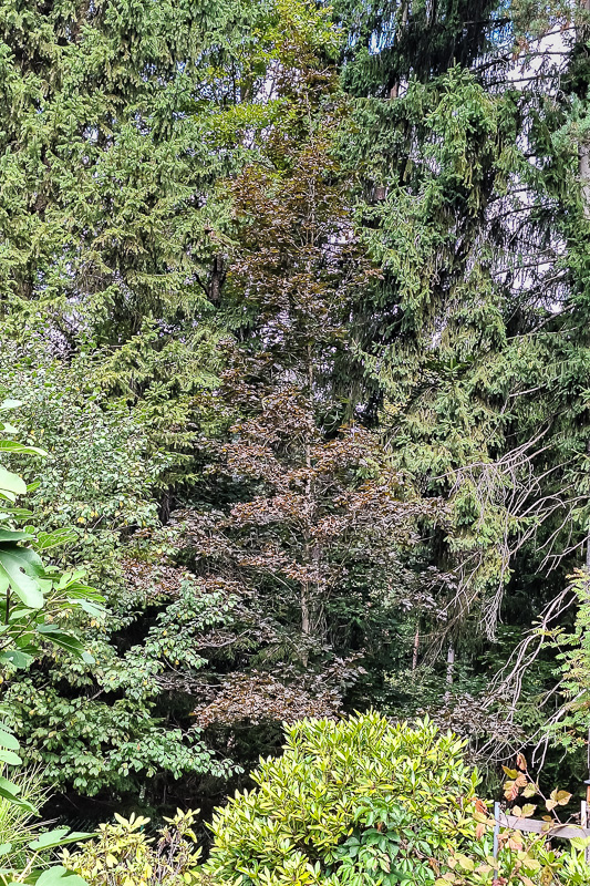 Futterpflanze für Raupe der Ahorn-Rindeneule