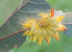 Ahorn-Rindeneule - Acronicta aceris