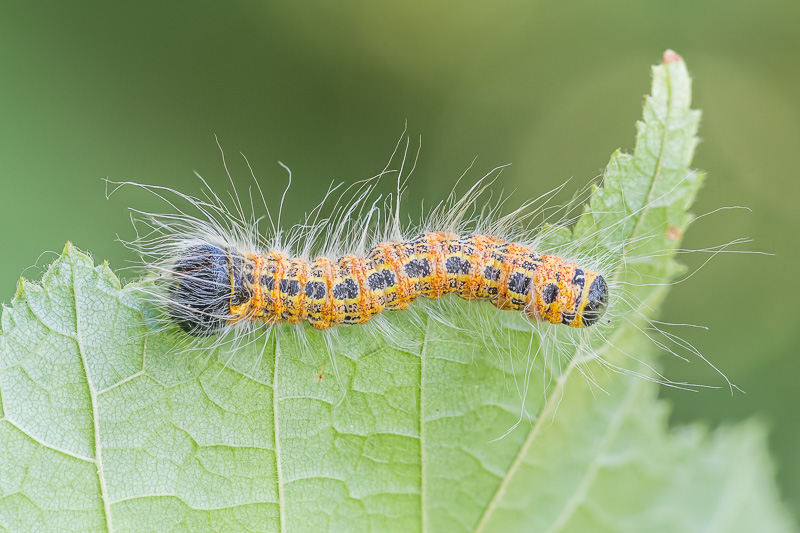 Mondvogel - Phalera bucephala