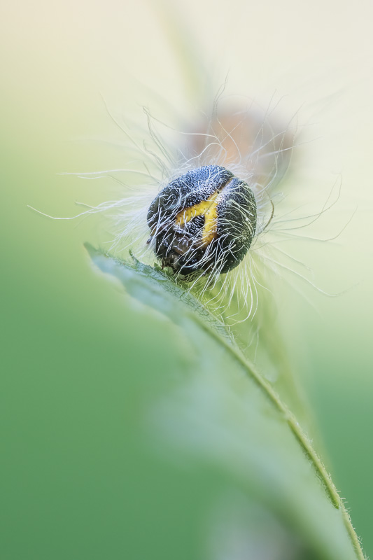 Mondvogel - Phalera bucephala