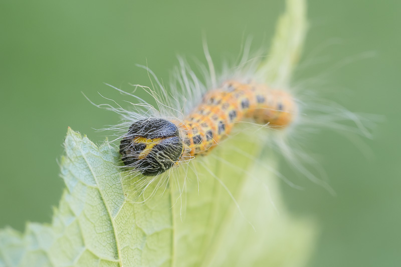 Mondvogel - Phalera bucephala