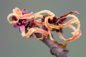 Zaubernuss - Hamamelis sp.