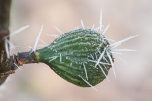 Feige mit Eiskristallen