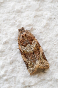 Wickler - Argyrotaenia ljungiana