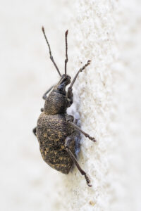 Rüsselkäfer - Curculionidae