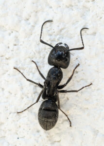 Rossameise - Camponotus sp.