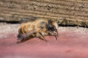 Mauerbiene - Osmia sp.