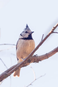 Haubenmeise - Lophophanes cristatus