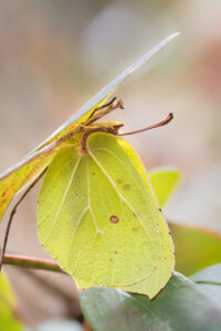 Zitronenfalter - Gonepteryx rhamni