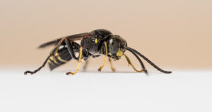 Grabwespe - Gorytes sp.