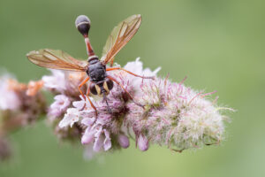 Raupenfliege - Tachinidae