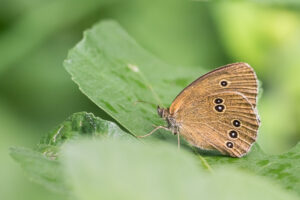 Brauner Waldvogel - Aphantopus hyperantus