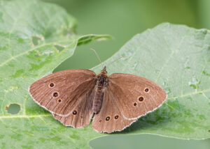 Brauner Waldvogel - Aphantopus hyperantus