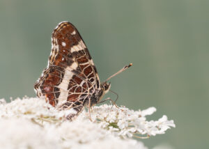 Landkärtchen - Araschnia levana