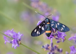Weißfleck-Widderchen - Amata phegea
