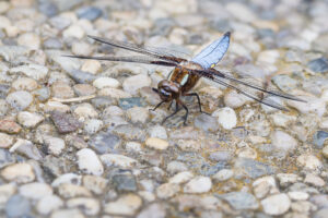 Plattbauch - Libellula depressa