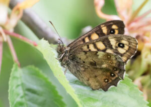 Waldbrettspiel - Pararge aegeria