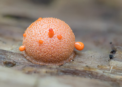 Blutmilchpilz - Lycogala epidendrum