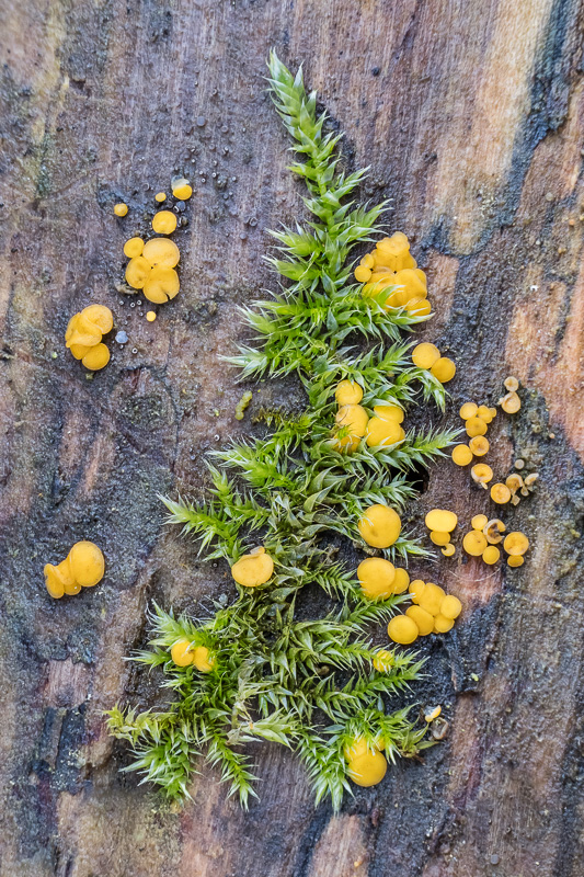 Zitronengelbes Holzbecherchen - Bisporella citrina