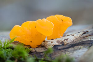 Riesen-Gallertträne - Dacrymyces chrysospermus