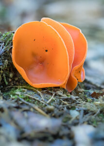 Orangeroter Becherling - Aleuria aurantia